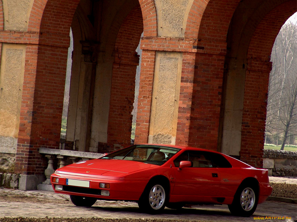 , lotus
